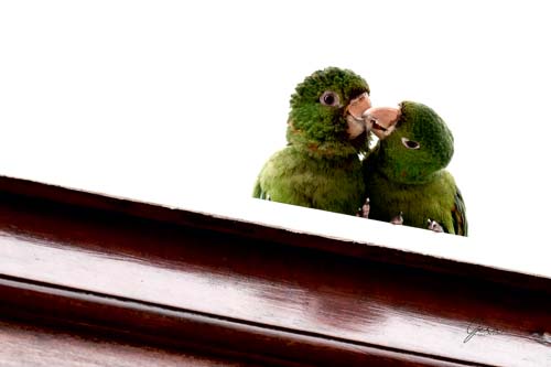 Gera Fotografia-Andando por aí-Maritaca-Carinho