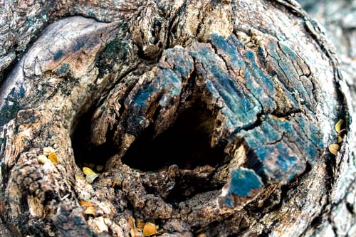 Gera Fotografia-Andando por aí-Tronco